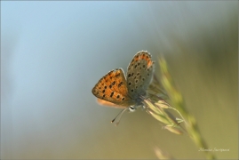 <p>OHNIVÁČEK ČERNOSKVRNNÝ - samička (Lycaena tityrus) - Šluknovsko, Království ---- /Sooty copper - Brauner Feuerfalter/</p>